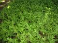 Hay-scented Fern / Dennstaedtia punctilobula 